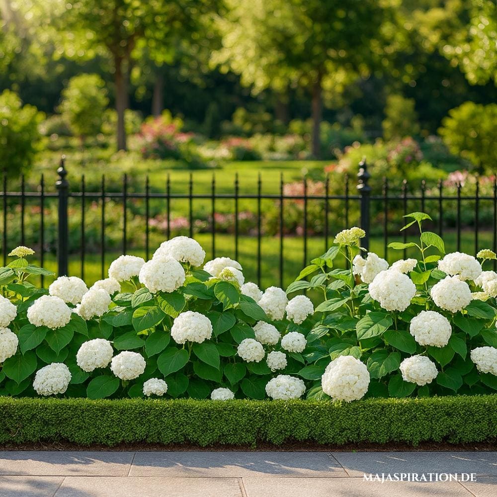 Kleine grüne Hecke als Beet Begrenzung zu weißen Blumen vor schwarzem Metallzaun